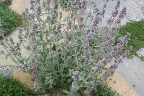 Stachys cretica