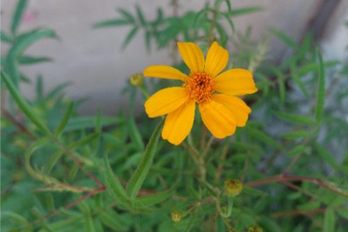 Tagetes lemmonii