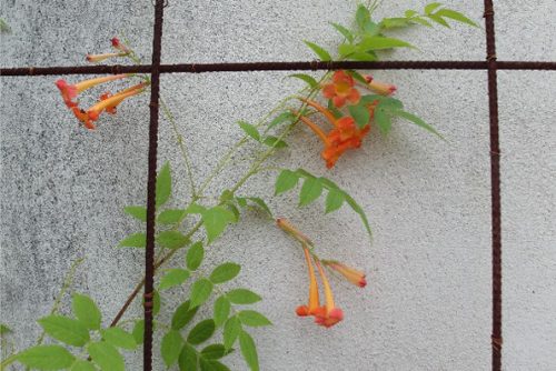 Tecoma fulva subsp. garrocha