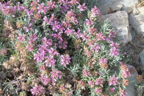 Teucrium ackermanii