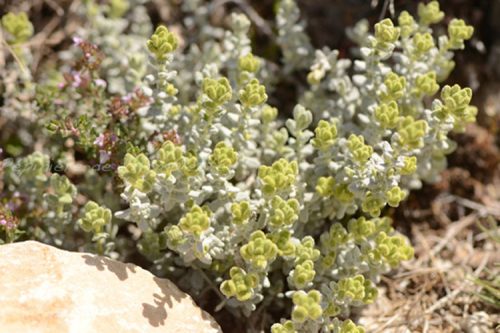 Teucrium aureum
