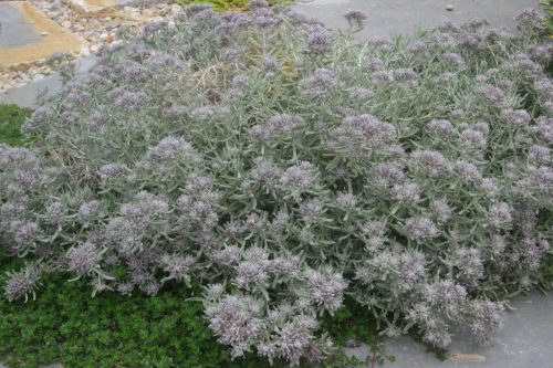 Teucrium cossonii