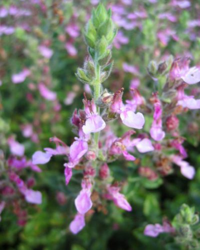Teucrium x lucidrys