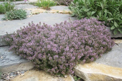 Thymus praecox subsp. polytrichus