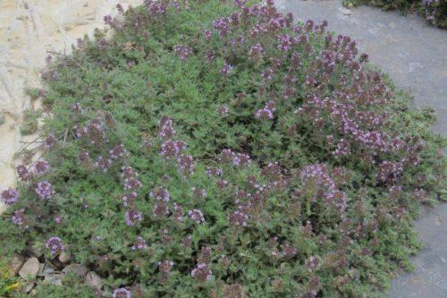 Thymus serpyllum subsp. serpyllum