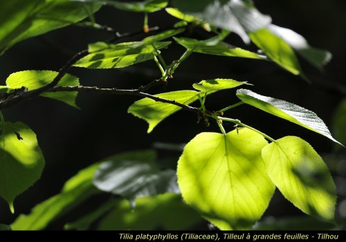 Tilia platyphyllos