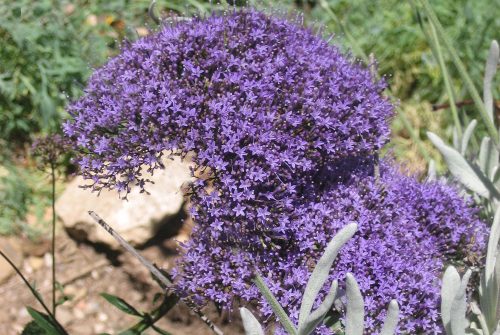 Trachelium caeruleum