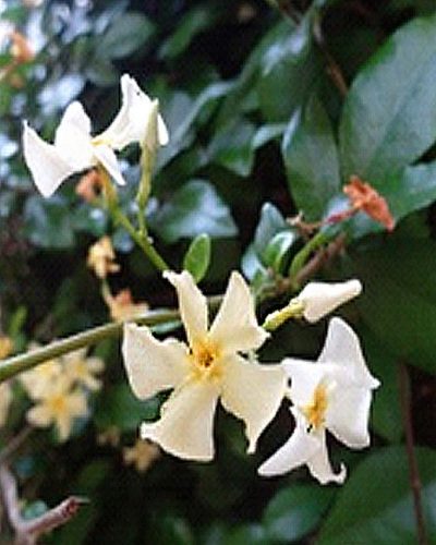 Trachelospermum asiaticum