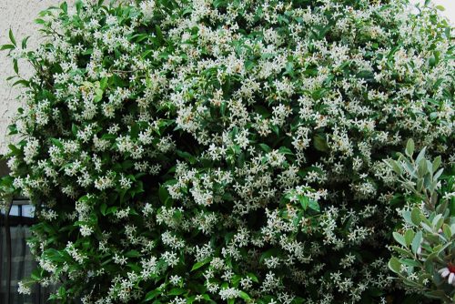 Trachelospermum jasminoides