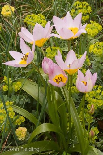 Tulipa saxatilis