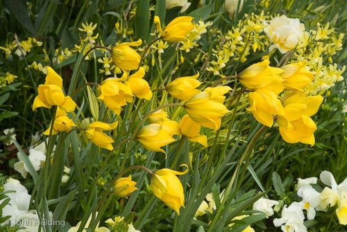 Tulipa sylvestris