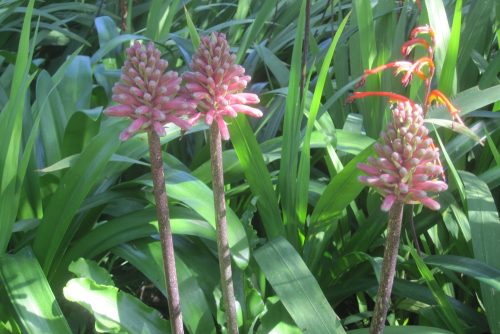 Veltheimia bracteata