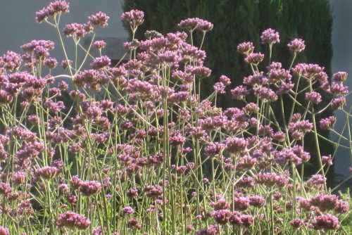 Verbena bonariensis