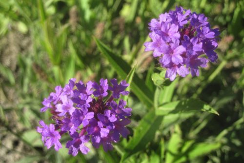 Verbena rigida