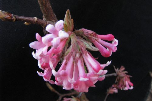 Viburnum x bodnantense