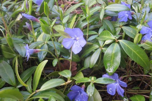Vinca minor