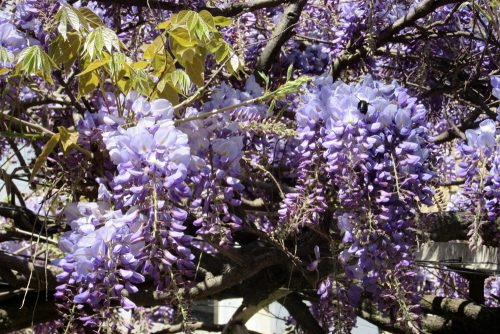 Wisteria sinensis