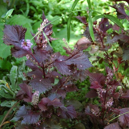 perilla frutescens var crispa.JPG