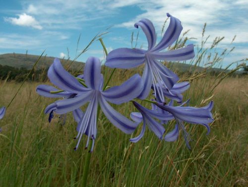 Agapanthus comptonii subsp. comptonii