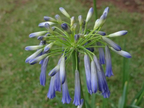Agapanthus inapertus subsp. pendulus