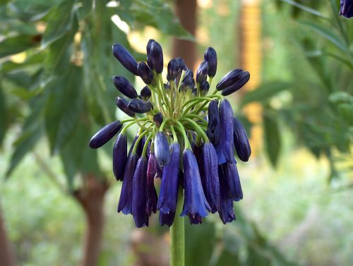 Agapanthus inapertus subsp. pendulus Graskop