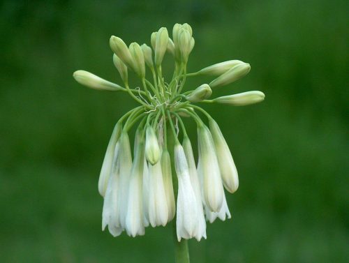 Agapanthus inapertus subsp. pendulus White