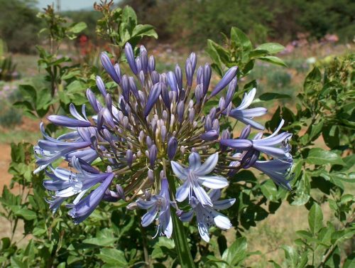 Agapanthus praecox subsp. orientalis Big Blue