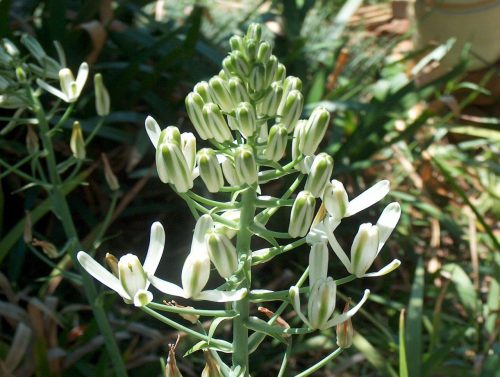 Albuca nelsonii