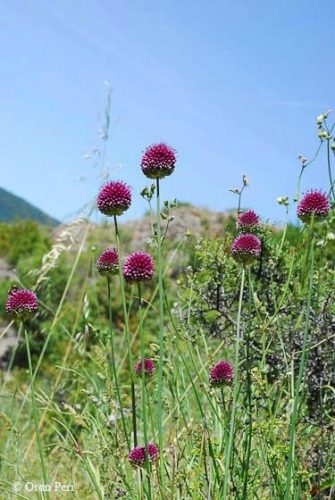 Allium sphaerocephalon