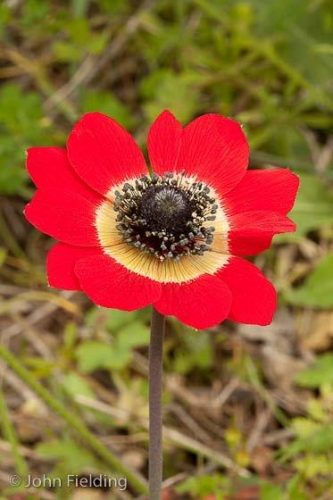 Anemone hortensis subsp. pavonina