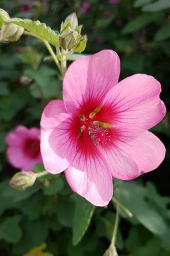 Anisodontea capensis