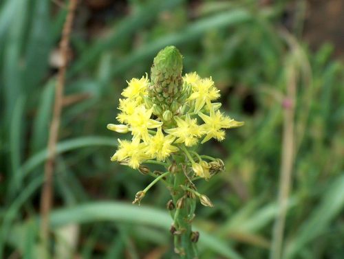 Bulbine narcissifolia