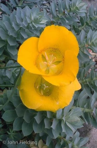 Calochortus luteus Golden Orb