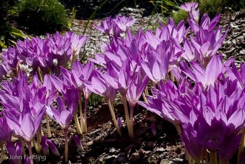 Colchicum bivonae