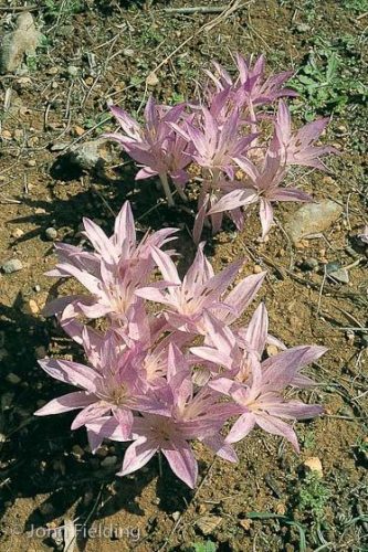 Colchicum macrophyllum