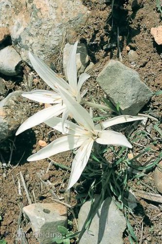 Colchicum macrophyllum Cretan White