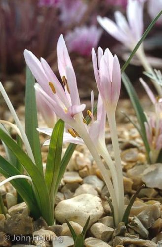 Colchicum pusillum