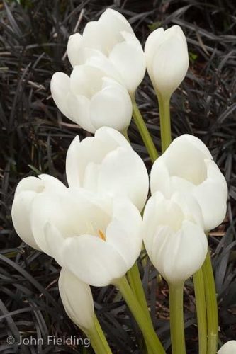 Colchicum speciosum Album