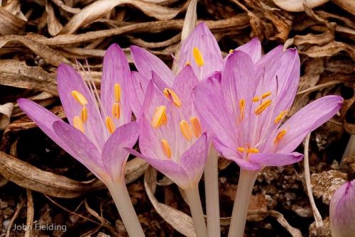 Colchicum troodii