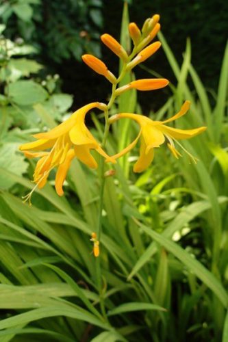 Crocosmia x crocosmiiflora Citronella