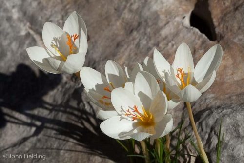 Crocus boryi