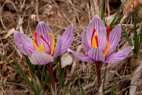 Crocus cartwrightianus