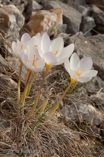 Crocus niveus
