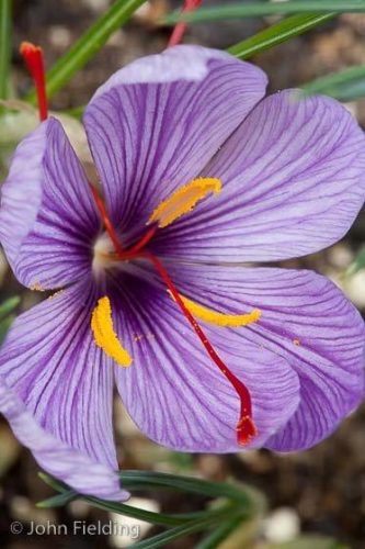 Crocus sativus