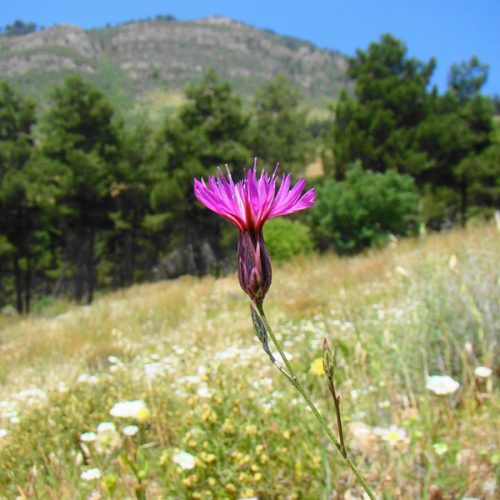 Crupina crupinastrum
