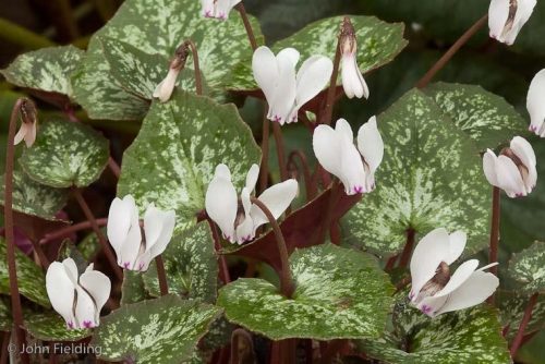 Cyclamen cyprium Galaxy Series