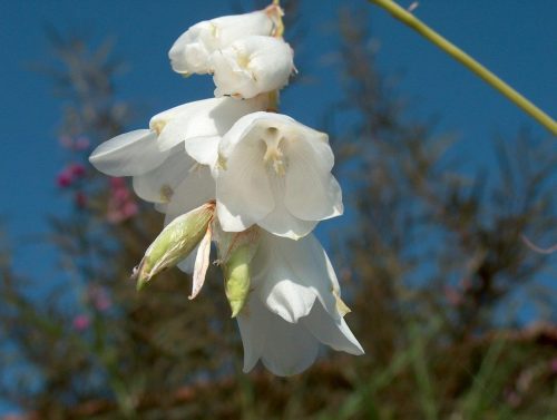 Dierama pendulum