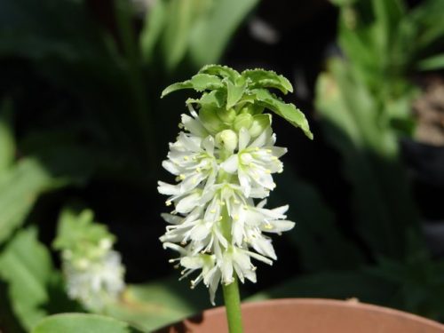Eucomis zambesiaca