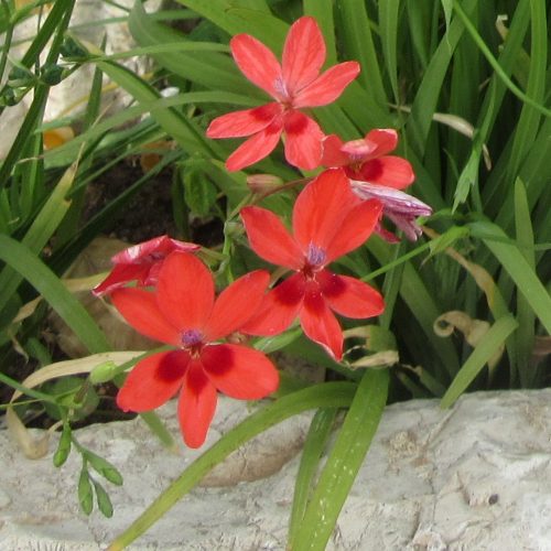 Freesia laxa red form