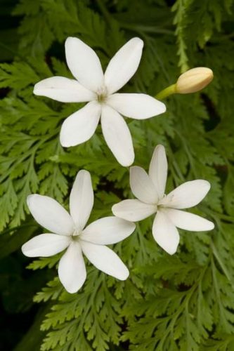 Freesia laxa white form